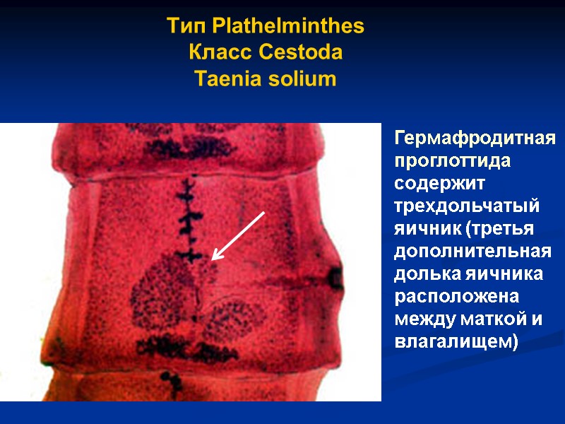 Гермафродитная проглоттида содержит трехдольчатый яичник (третья дополнительная долька яичника расположена между маткой и влагалищем)